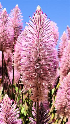Wildflowers, Leonora, WA.